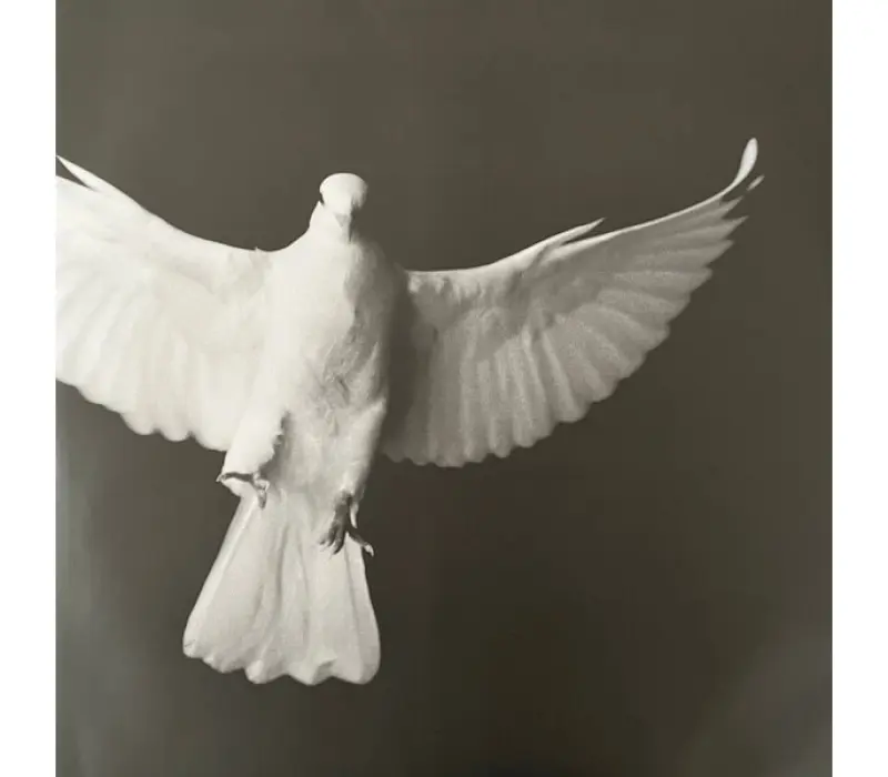 Виниловая пластинка Melody Gardot – The Essential, Kinodrive.kz — фото 6